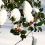 Profile Picture of Holly berries in the snow | (Photo: Laura Perlick/USFWS) - Flickr (@flickr.com) on Google