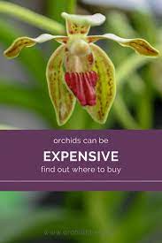 They are available in southern california stores, or on line. Buying Orchids Tips For Balancing Quality And Price Orchid Bliss