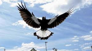 Baby mia was in her mother's arms when a magpie swooped. Map Where Magpies Are Swooping On The Northern Rivers Daily Telegraph