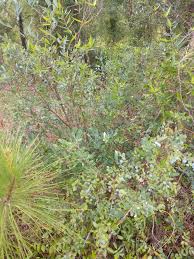 Image result for Grewia olukondae