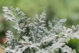 Dusty miller comes in several varieties, all of which have silvery foliage, but the shape of the leaves is slightly different. Dusty Miller Plant Care Growing Guide