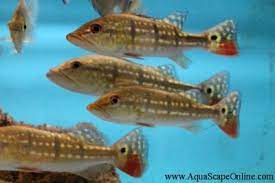 These monster fish grow to 40 inches and are very very strong swimmers. Peacock Bass Temensis 6 Cichla Temensis Product View
