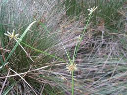 Image result for Isolepis