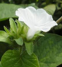 Image result for Ipomoea pes-tigridis