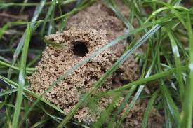 How to spray a wasp nest. How To Get Rid Of Ground Wasps Safe Control Removal