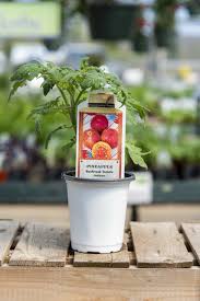 From one bush you can get 8 kg of the crop. Dutch Country Classics Live Pineapple Tomato Plant 4 Pot Esbenshades