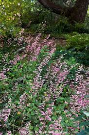 California fuschia 27 zauschneria californica reference books may list this as epilobium canum. Coral Bells Heuchera Flowering Perennial Wildflower In Shady Southern California Drought T California Native Plants Part Shade Plants Native Plant Gardening