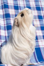 Pin On Guinea Pigs To Love