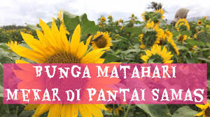 Mereka penasaran akan keindahan bunga matahari yang sedang viral di instagram tersebut. Grantnsaipan Taman Bunga Matahari Pantai Samas
