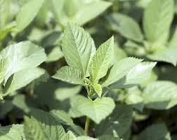 Image result for Corchorus schimperi