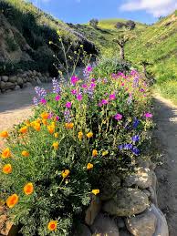 It attracts 2 million visitors annually. A Stroll Through The New Improved Ventura Botanical Gardens Jot Content