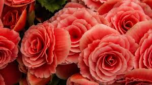 10 Flores Faceis De Plantar Para Comecar Seu Canteiro Na Quarentena Revista Globo Rural Como Plantar