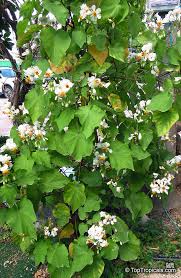 Image result for Sparrmannia