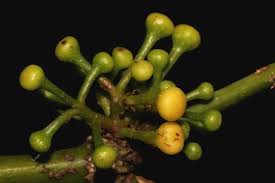 Image result for Monimiaceae