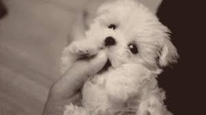 The Internet Just Turned 25 And These Are The Best Animal Gifs It S Given Us In That Time