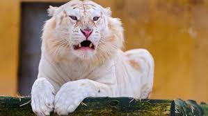 White tiger wallpaper for laptop. Kostenlose Hintergrundbilder White Tiger Bengal Tiger Sibirischer Tiger Brullen Felidae Bilder Fur Ihren Desktop Und Fotos