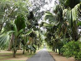 Heute werden im garten mehrere tausend pflanzen von über zweihundert wissenschaftlern und gärtnern betreut. Botanischer Garten Kandy Candy Kendi Peradeniya