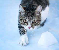 paws yarns on instagram ilk baharin ilik kokusu meltemdeyse eger bilirsin karin keskin yuzu patilerin gerisindedir artik fot paw animals instagram