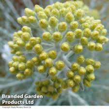 Image result for Helichrysum chasei