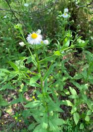 Image result for Austrosynotis