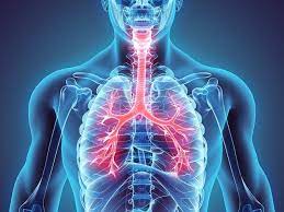 Enfermedades Respiratorias Mas Comunes Y Sus Caracteristicas