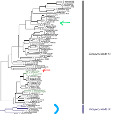 Image result for Diospyros pseudomespilus