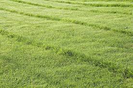 Rafraichir Un Gazon Tres Fatigue En 10 Gestes Gazon Pelouse En Rouleau Jardins Champetres