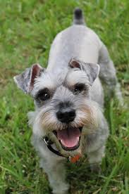 the miniature schnauzer dog breed a complete guide