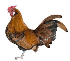 We did not find results for: Hamburg Bantams