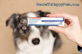 Animax Salbe Fur Hunde De Secrettohappypets Com
