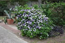 Image result for Brunfelsia pauciflora