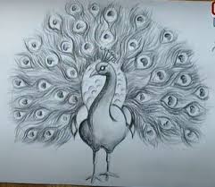 Peacocks are among the most beautiful birds in the world. How To Draw A Peacock Step By Step With Pictures Drawing A Peacock