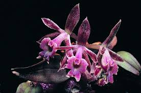 Image result for Microcharis