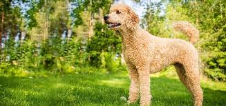 Keep reading and we'll show you the best hair clippers and blades for labradoodles along with how to trim your dog's coat. Best Brush For Poodles Labradoodles Goldendoodles And All Doodle Mixes
