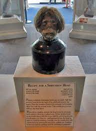 Shrunken Head Pink Palace Memphis Tn Httpwwwmemphismuseumsorg Pink Palace Palace Shrunken Head
