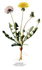 Taraxacum Officinale The Common Dandelion Often Simply Called Dandelion Is A Flowering Herbaceous Perennial In 2020 Taraxacum Officinale Dandelion Plant Plants