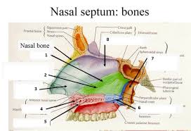 Inferior, middle and superior nasal conchae (turbinates) superiorly: Lecture 64 Nasopharynx And Paranasal Sinuses Flashcards Quizlet