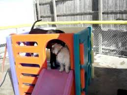 Vintage little tikes toy slide blue roof dollhouse grandma house. Fun On The Little Tikes Cube Slide 8 28 2010 Central Bark Doggy Day Care Oswego Il Youtube