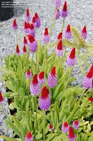 Pin On Planting Material