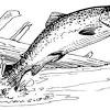 You can use our amazing online tool to color and edit the following largemouth bass coloring pages. 1