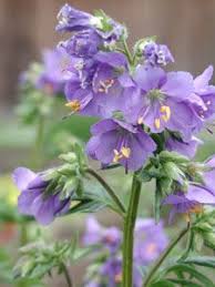 Polemonium Caeruleum Jakobsleiter Himmelsleiter Himmelblau 60 80 Hoch Halbschattig Bluht 6 7 Graser Im Garten Pflanzen Und Himmelsleiter