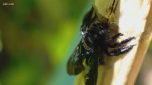 Although it's difficult to imagine carpenter perhaps the greatest benefit of carpenter bees is their ability to pollinate. How To Get Rid Of Carpenter Bees