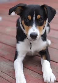 Find puppies in your area and helpful tips and info. Pin On Border Collies