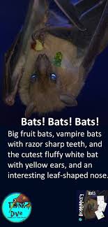 Bats Bats Bats In 2020 Elementary Science Science Lessons Elementary Fun Science