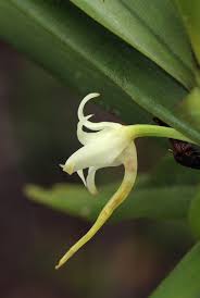 Image result for Cyrtorchis arcuata