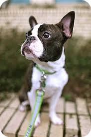 Oregon ,frenchbulldogs for sale, oregon french bulldogs,oregon dog breeder eugene oregon Portland Or Boston Terrier Meet Booker A Pet For Adoption
