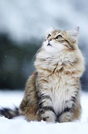 oh the cuteness 美しい猫 美猫 ノルウェージャンフォレストキャット