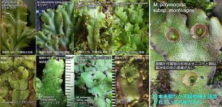 Marchantia is a genus of liverworts in the family marchantiaceae and the order marchantiales. Masaki Shimamura On Twitter A Wanted Poster For Marchantia Polymorpha Subsp Montivagans
