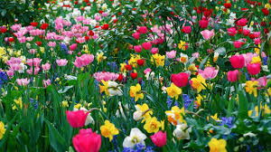 Inspirational Flowers Wallpapers For Desktop Background Full Screen Fotografi