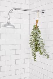 How To Put Eucalyptus In The Shower Shower Plant Eucalyptus Shower Bathroom Plants